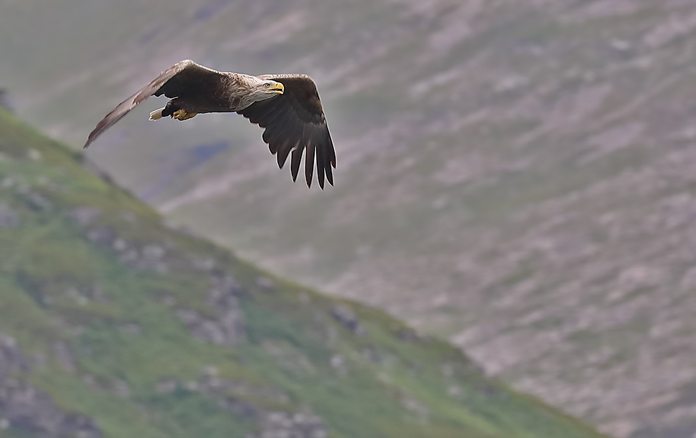 white-tailed eagle